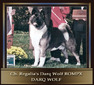 CH REGALIA'S DARQ WOLF